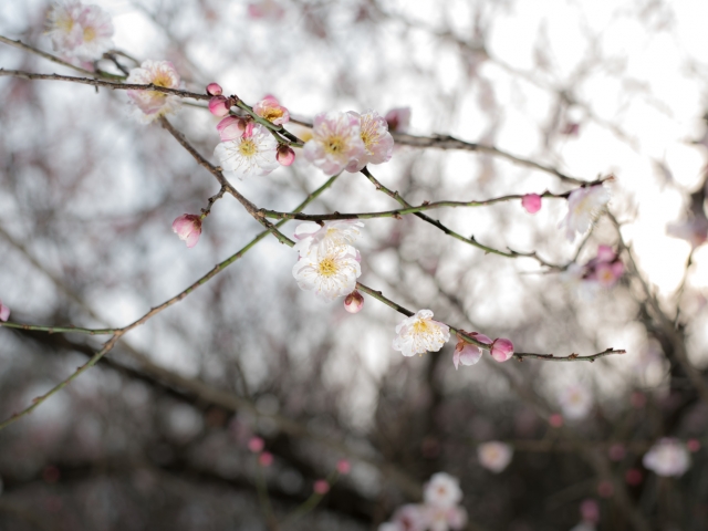 soku_32411.jpg :: 植物 花 桜 サクラ 