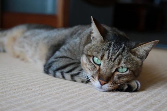 soku_32419.jpg :: 動物 哺乳類 猫 ネコ 