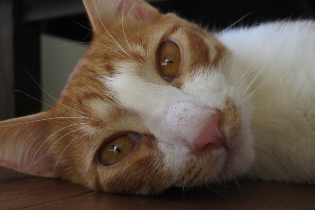 soku_32420.jpg :: 動物 哺乳類 猫 ネコ 元野良猫 ロミー 