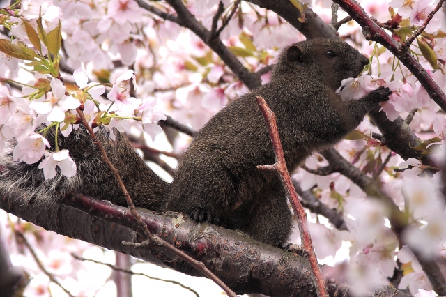soku_32488.jpg :: 植物 花 桜 サクラ 動物 哺乳類 栗鼠 リス 