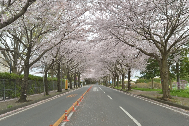 soku_32494.jpg :: 植物 花 桜 サクラ 街道 