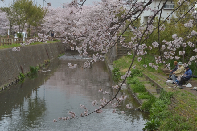 soku_32496.jpg :: 植物 花 桜 サクラ 