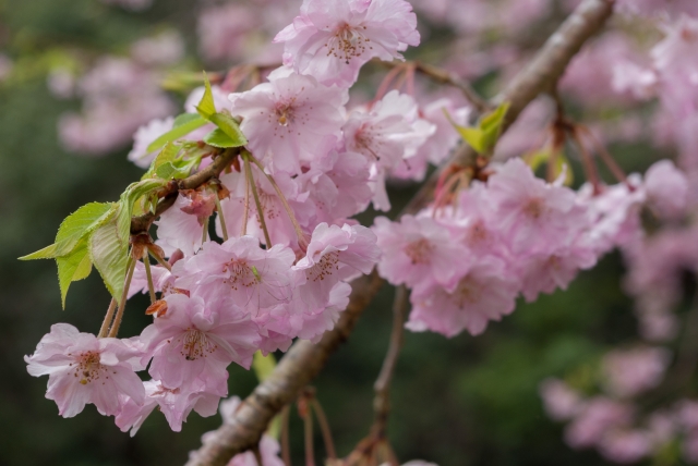 soku_32501.jpg :: 植物 花 桜 サクラ 
