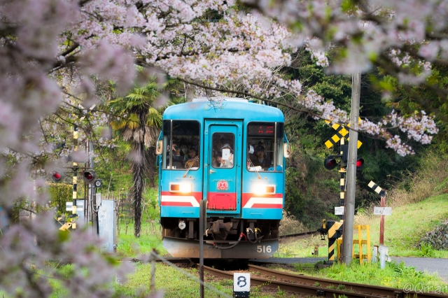 soku_32511.jpg :: 植物 花 桜 サクラ 風景 乗り物 交通 鉄道 電車 ミニチュア風 