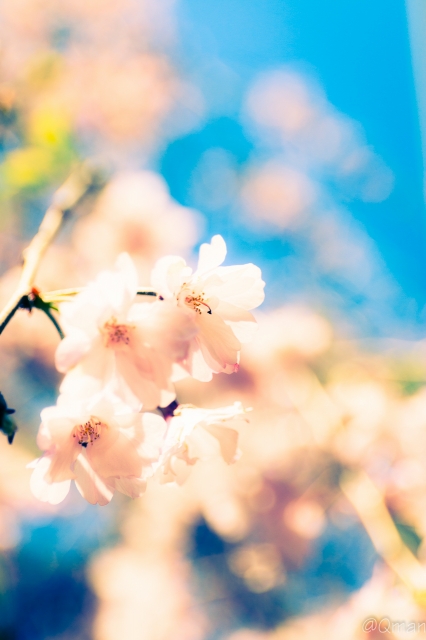 soku_32528.jpg :: 植物 花 桜 サクラ ハイキー 