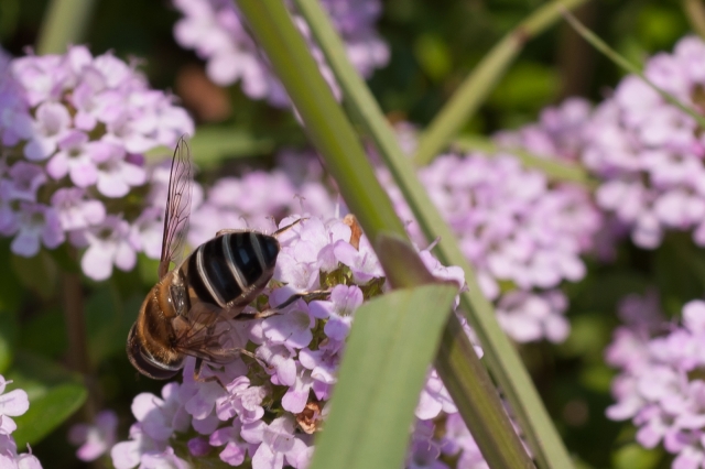 soku_32572.jpg :: 植物 花 ピンクの花 動物 虫 昆虫 蜂 ハチ 