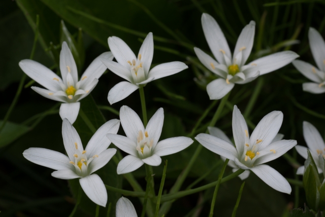soku_32578.jpg :: 植物 花 白い花 