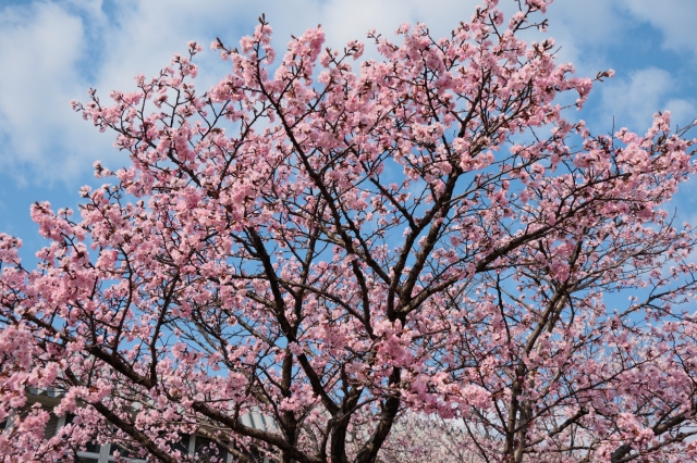 soku_32591.jpg :: KODAK ポートラ 植物 花 桜 サクラ 満開 