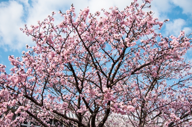 soku_32593.jpg :: KODAK ポートラ 植物 花 桜 サクラ 満開 