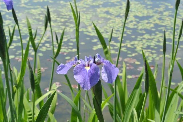 soku_32612.jpg :: 栃木県 なかがわ水遊園 植物 花 紫の花 