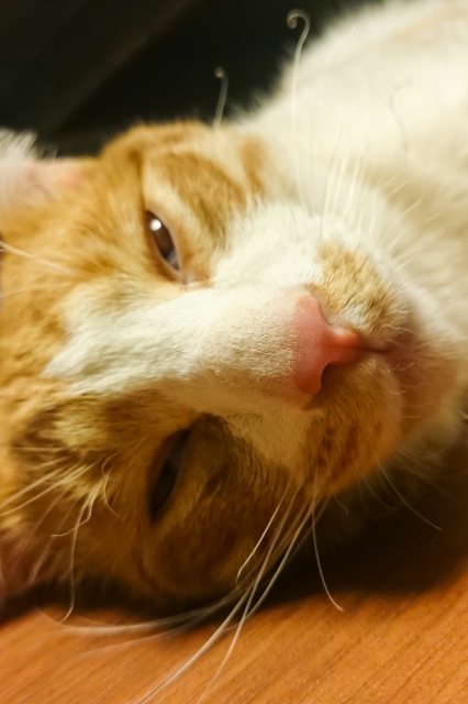 soku_32637.jpg :: 動物 哺乳類 猫 ネコ 元野良猫 ロミー 眠い 
