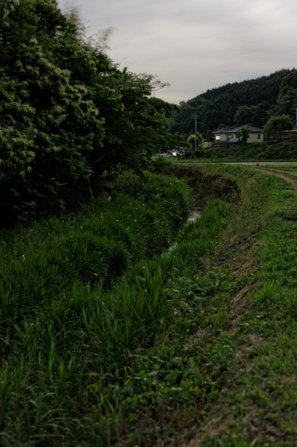 soku_32747.jpg :: 風景 自然 川 蛍 ホタル 