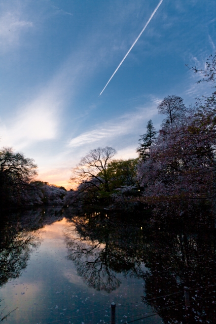 soku_32792.jpg :: 井の頭公園 桜 夕焼け 飛行機雲 