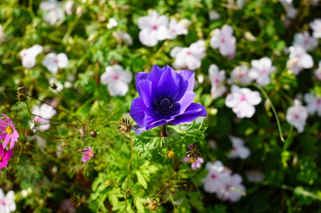 soku_32797.jpg :: 植物 花 紫の花 