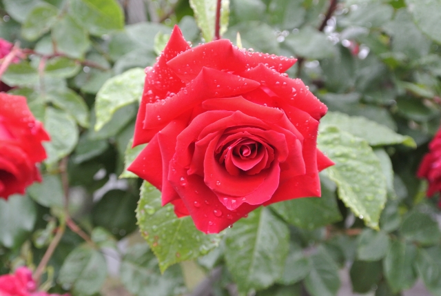 soku_32800.jpg :: 植物 花 薔薇 バラ 赤い花 
