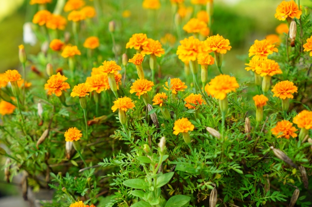 soku_33007.jpg :: 植物 花 オレンジ色の花 