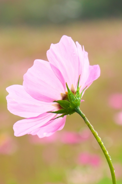 soku_33045.jpg :: 植物 花 ピンクの花 コスモス 