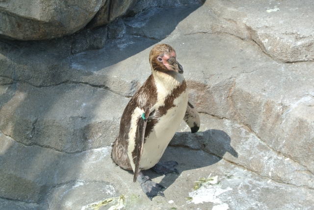 soku_33070.jpg :: 水族館 ペンギン 