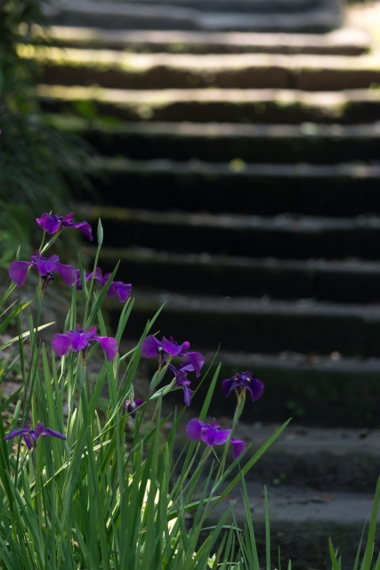 soku_33124.jpg :: 階段 植物 花 紫の花 