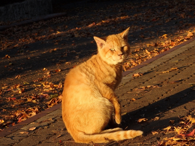 soku_33164.jpg :: ぬこ 動物 哺乳類 猫 ネコ 茶トラ 