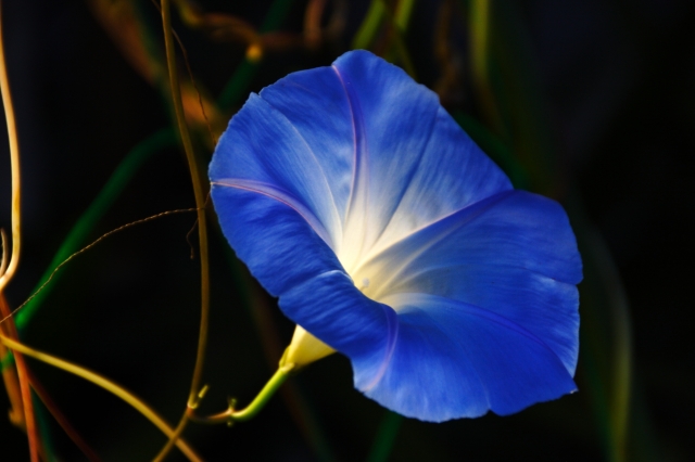 soku_33181.jpg :: アサガオ 植物 花 青い花 朝顔 ローキー 