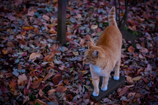 soku_33187.jpg :: 紅葉 動物 哺乳類 猫 ネコ 茶トラ 
