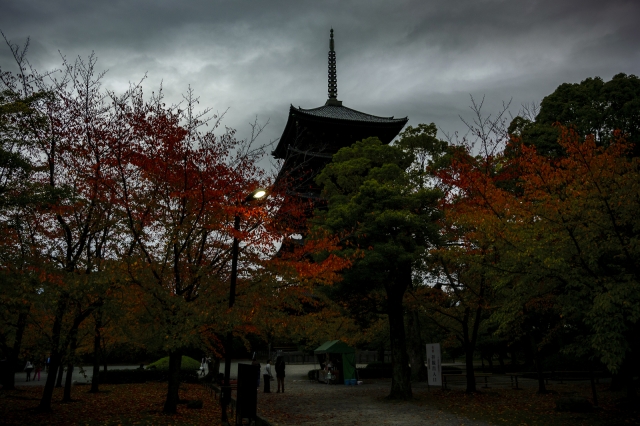 soku_33233.jpg :: 京都、東寺 風景 自然 紅葉 赤い紅葉 
