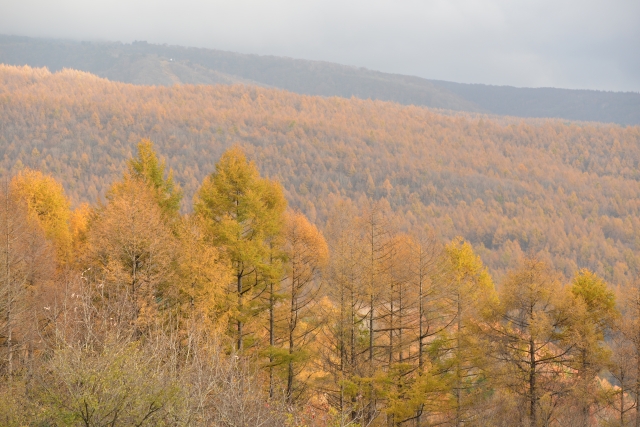 soku_33246.jpg :: 風景 自然 森林 紅葉林 黄色い紅葉 