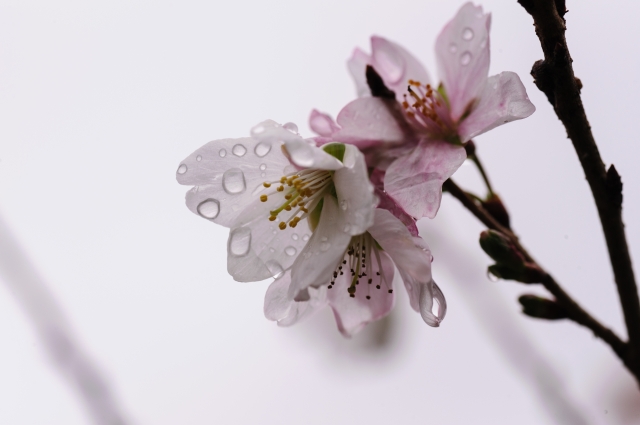 soku_33309.jpg :: 小原町の四季桜 植物 花 桜 サクラ 花びら 
