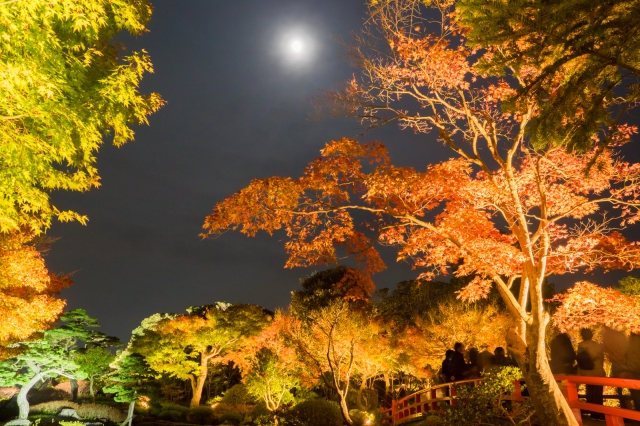 soku_33360.jpg :: 風景 自然 紅葉 色 光 ライトアップ 夜景 