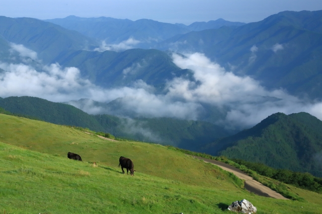 soku_33460.jpg :: 風景 自然 山 大地 放牧 動物 家畜 肉牛 