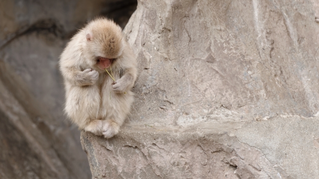 soku_33618.jpg :: 動物 哺乳類 猿 サル 子猿 