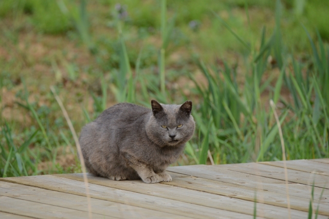 soku_33631.jpg :: 動物 哺乳類 猫 ネコ 