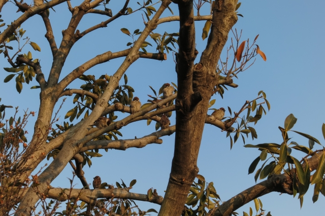 soku_33660.jpg :: 動物 鳥 雀 スズメ 鳥の巣 風景 自然 樹木 