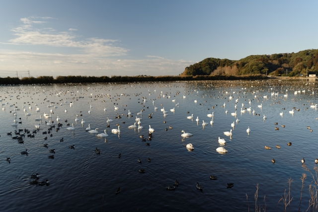 soku_33676.jpg :: 動物 鳥 白鳥 ハクチョウ 白鳥の湖 