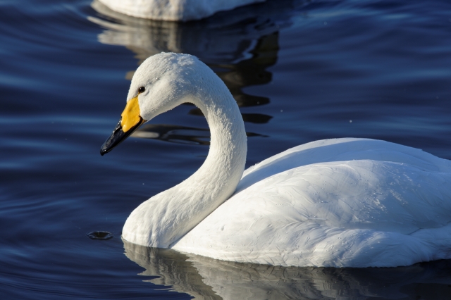 soku_33677.jpg :: 動物 鳥 白鳥 ハクチョウ 白鳥の湖 スワン 