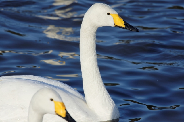 soku_33681.jpg :: 動物 鳥 白鳥 ハクチョウ 白鳥の湖 スワン 