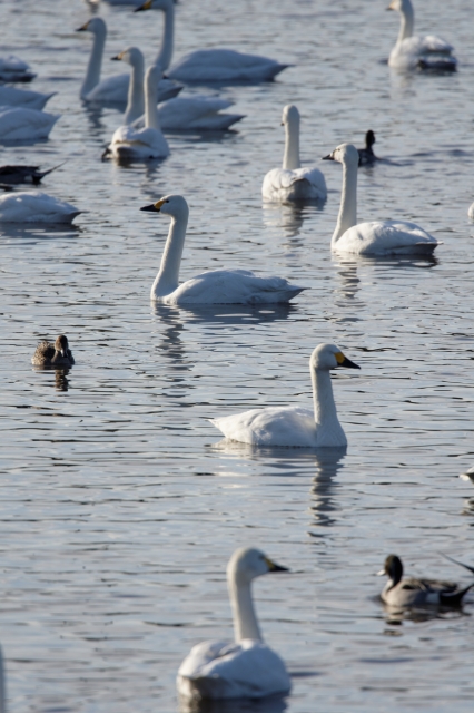soku_33682.jpg :: 動物 鳥 白鳥 ハクチョウ 白鳥の湖 