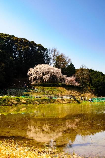soku_33833.jpg :: 岡崎市 奥山田 枝垂桜 植物 花 桜 サクラ 風景 自然 水面 水鏡 