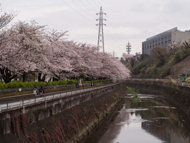 soku_33850.jpg :: 植物 花 桜 サクラ 風景 自然 川 