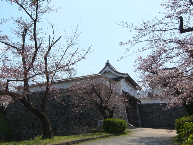 soku_33851.jpg :: 九州 福岡 さくらまつり 植物 花 桜 サクラ 