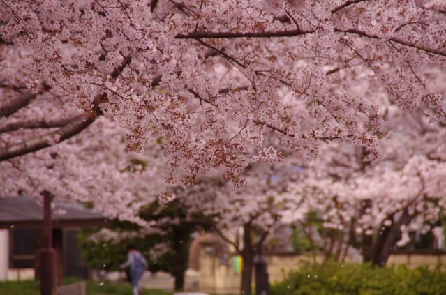 soku_33853.jpg :: 植物 花 桜 サクラ 満開 