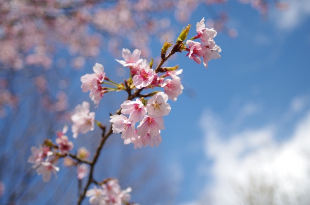 soku_33854.jpg :: 植物 花 桜 サクラ つぼみ 