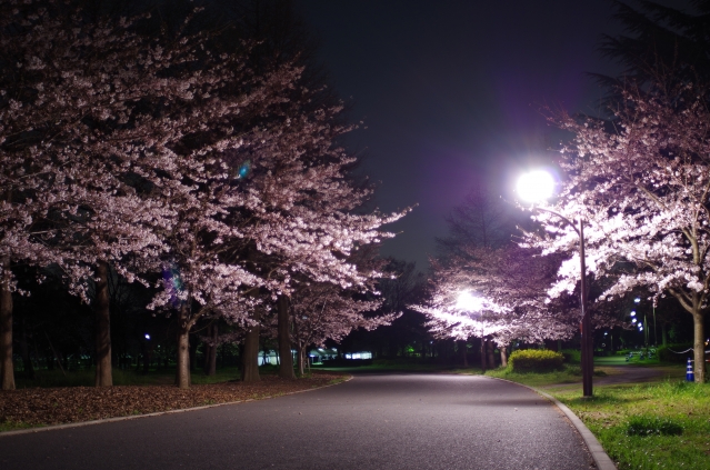 soku_33855.jpg :: 植物 花 桜 サクラ 夜桜 