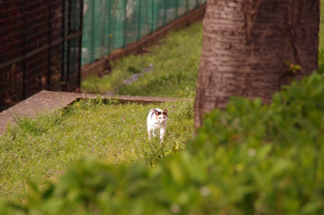 soku_33856.jpg :: 動物 哺乳類 猫 ネコ 野良猫 