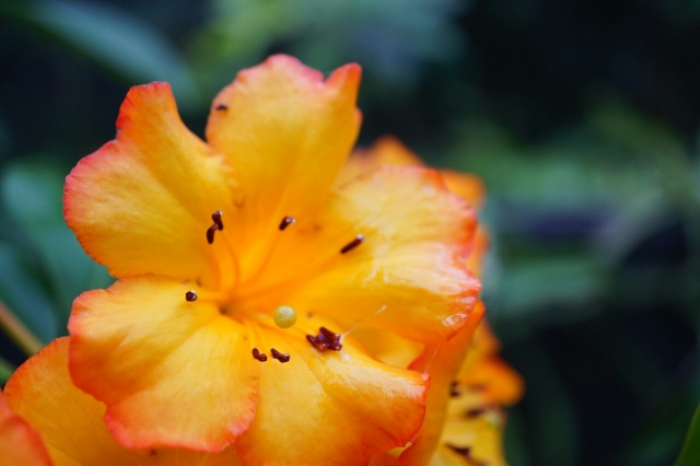 soku_33860.jpg :: 植物 花 オレンジ色の花 