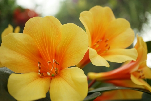 soku_33861.jpg :: 植物 花 黄色い花 