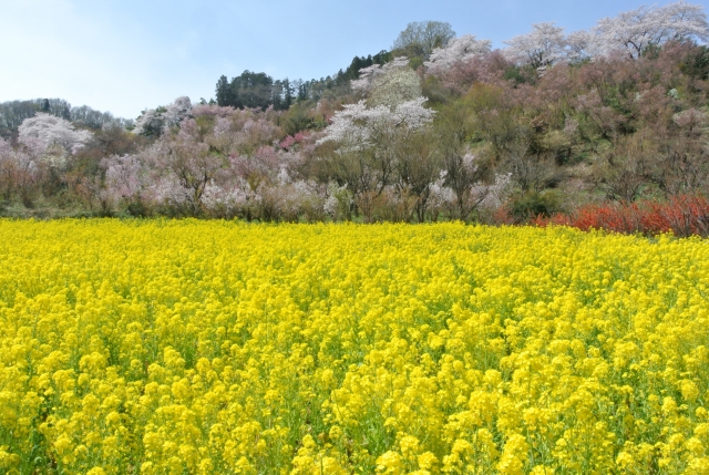 soku_33869.jpg :: 福島県 花見山公園 植物 花 桜 サクラ 菜の花 