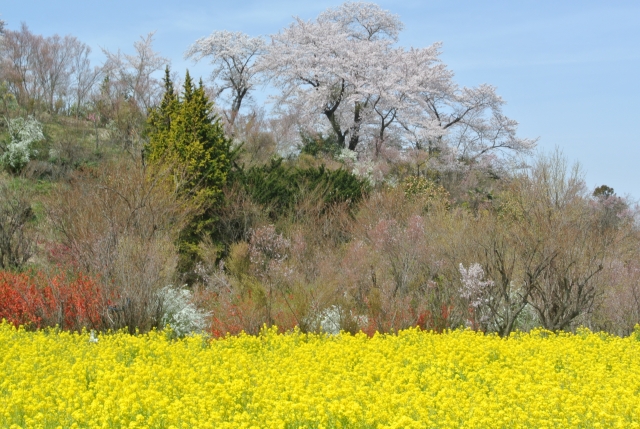 soku_33870.jpg :: 福島県 花見山公園 植物 花 桜 サクラ 菜の花 