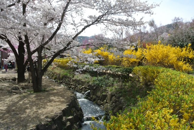 soku_33871.jpg :: 福島県 花見山公園 植物 花 桜 サクラ 菜の花 